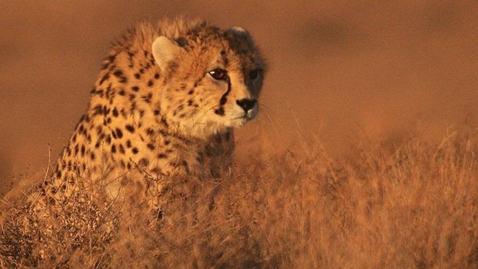 Asiatic Cheetah in Miandasht Protected Area, Iran