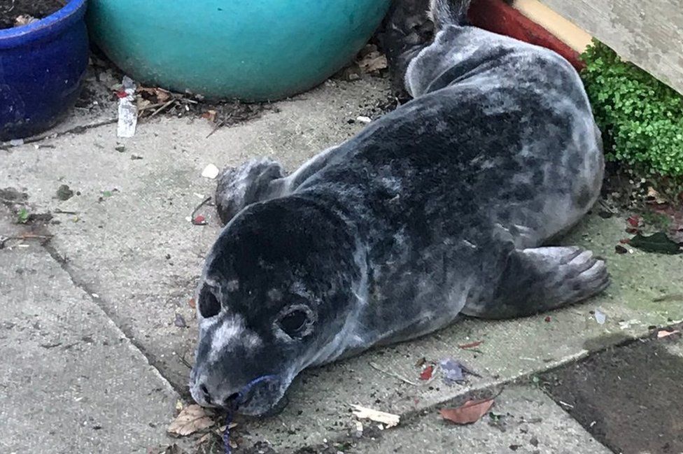 The seal next to the householder's plant pots