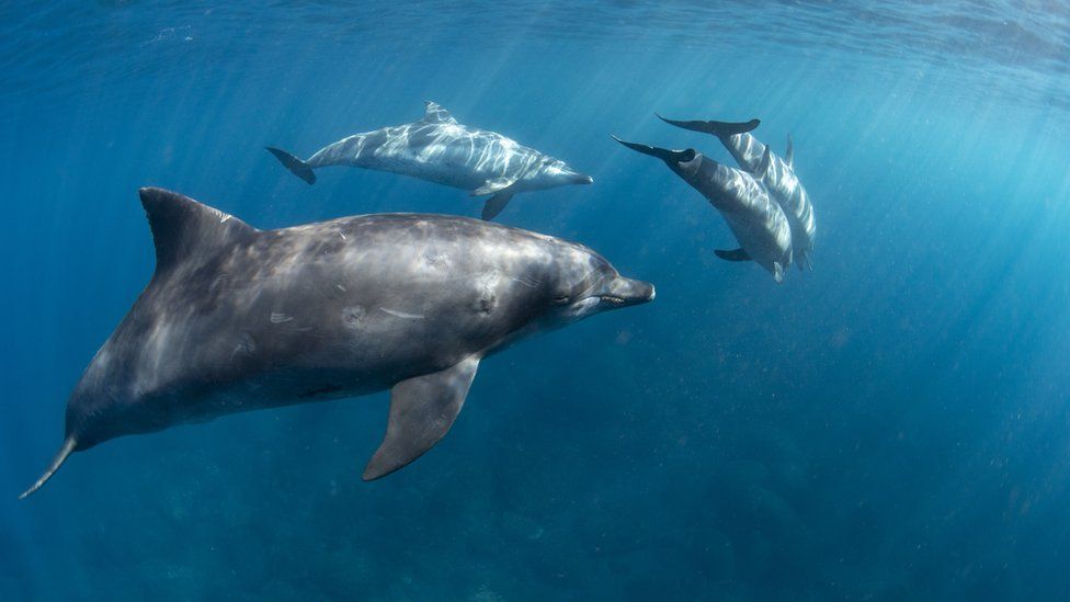 Dolphins shout to each other in response to loud underwater noises