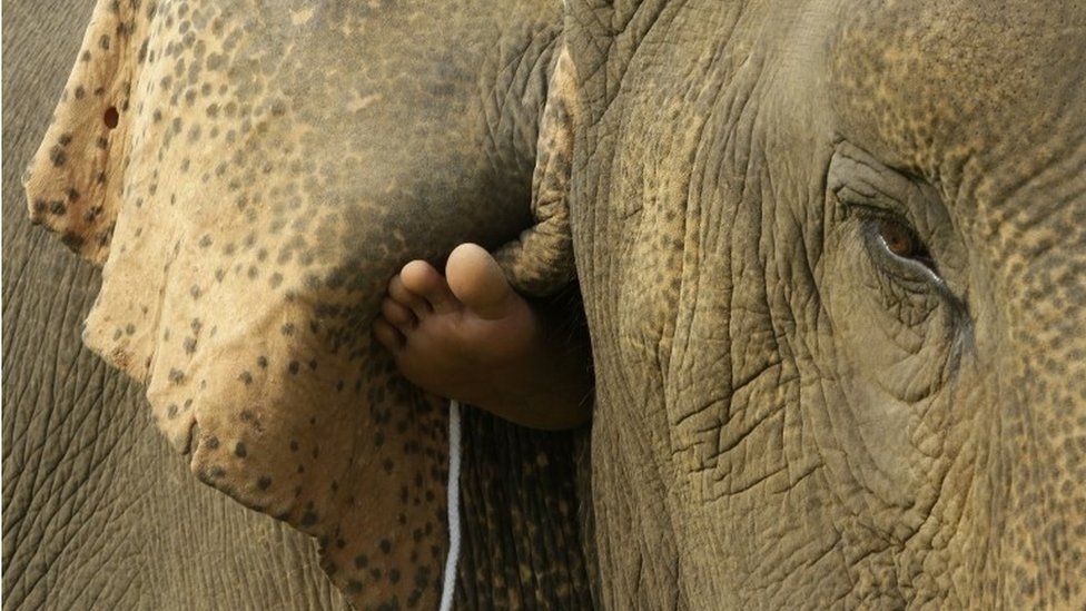 A mahout rides an elephant in Bangkok (file image)