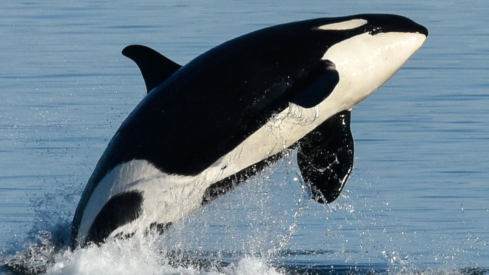 Granny is the oldest known killer whale - a female with a vital role in her pod