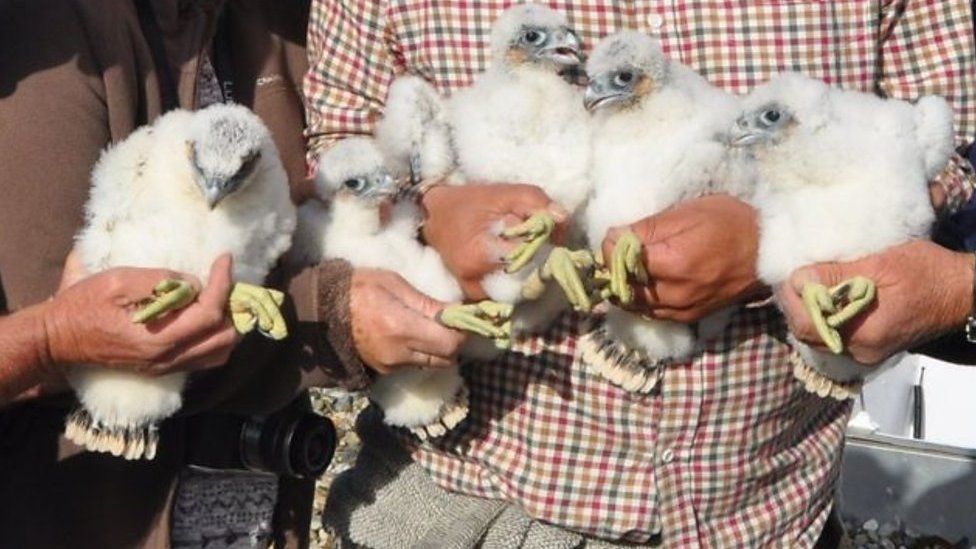 Chicks being ringed