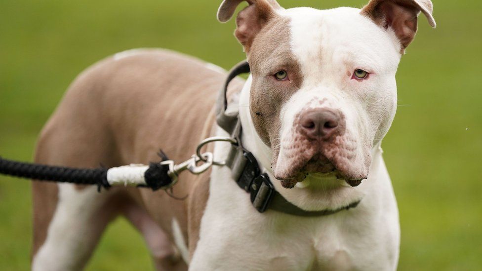 American XL bully dogs are now subject to restrictions in England and Wales but some owners are attempting to rehome the animals in Scotland