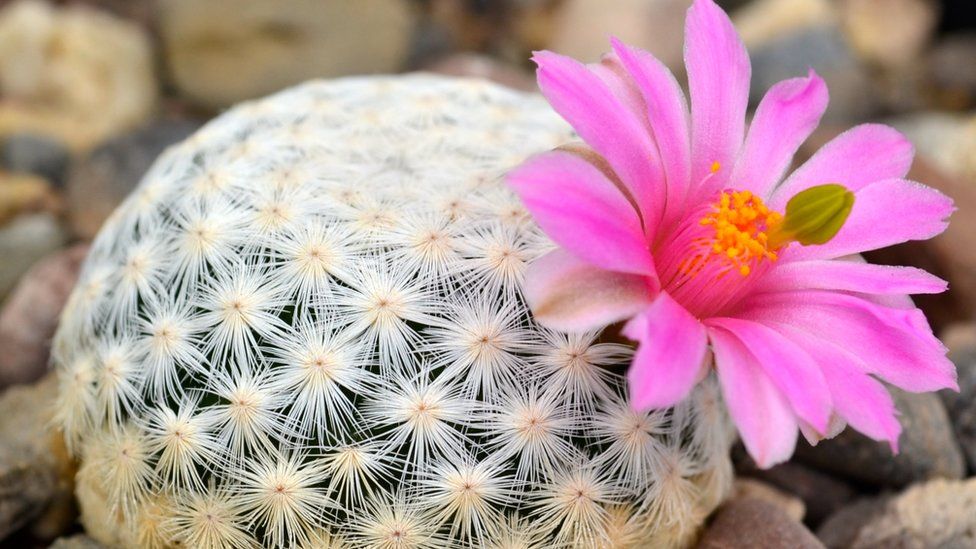 Cacti Facing Extinction Study Warns Bbc News