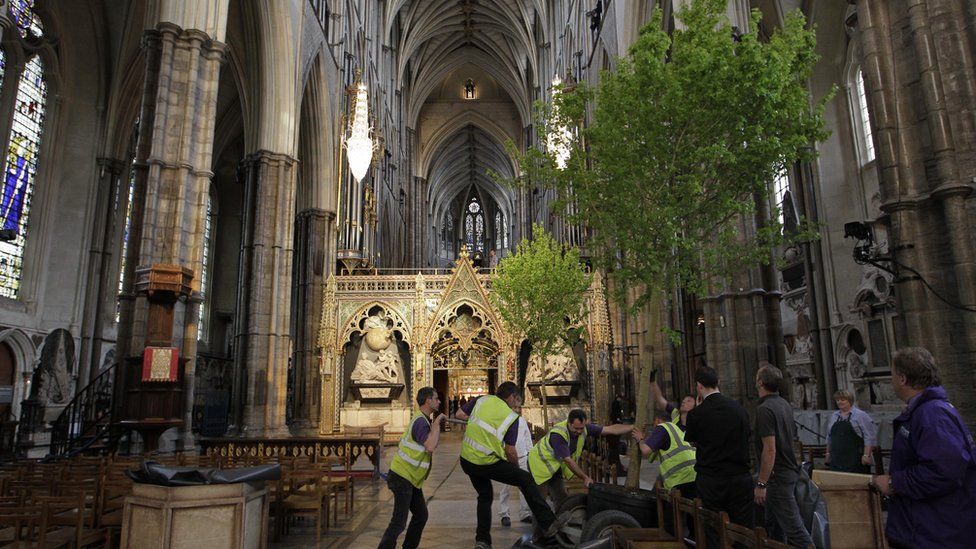 Workers put up an English Maple tree inside Westminster Abbey
