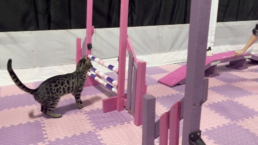 Cats could take part in an agility course as part of the event