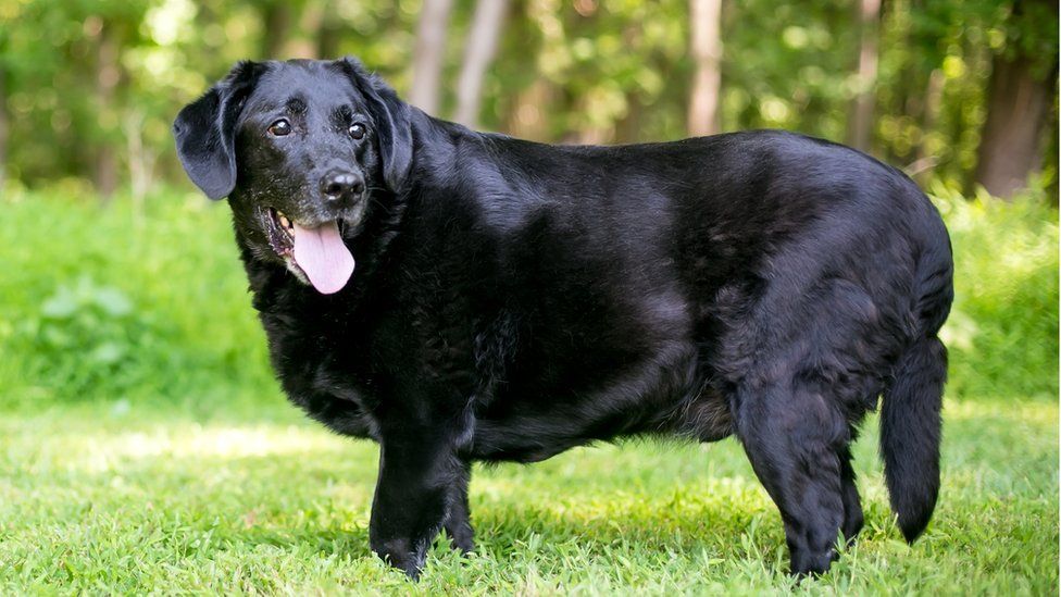 An overweight labrador