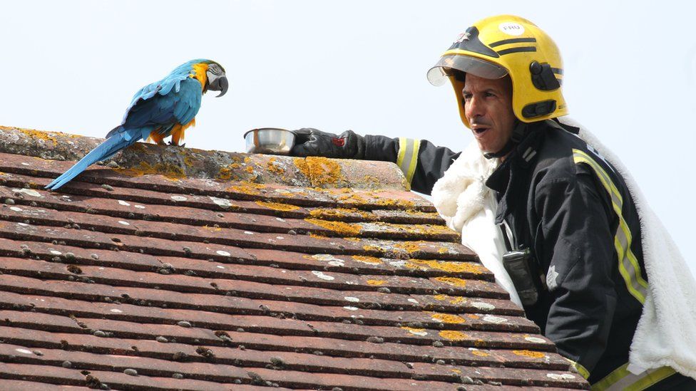 Crew manager Atinc Horoz and parrot Jessie on the roof
