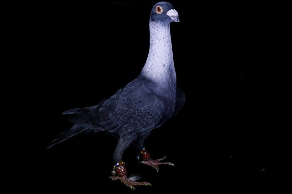 in-pictures-prize-pigeons-bbc-news