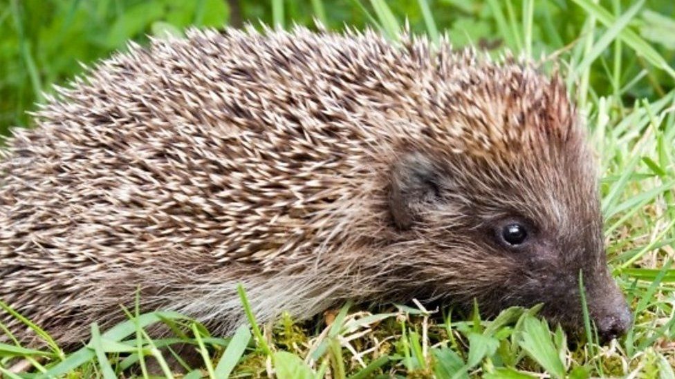 Hedgehog