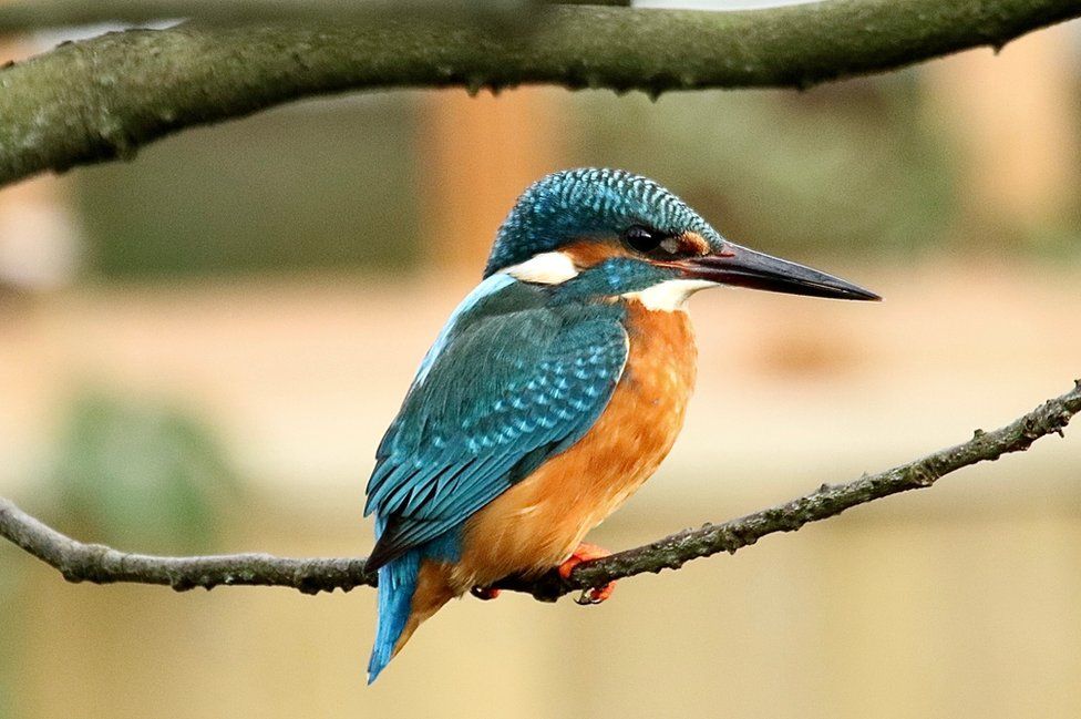 A Kingfisher bird on a branch
