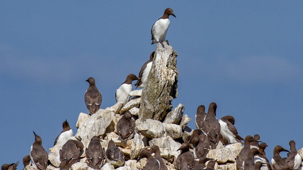 Guillemot colony perched at Elegug Stacks in Pembrokeshire