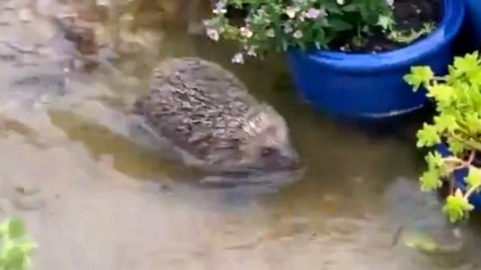 A man filmed the animal in his back garden in Peterborough during "horrendous" downpours.