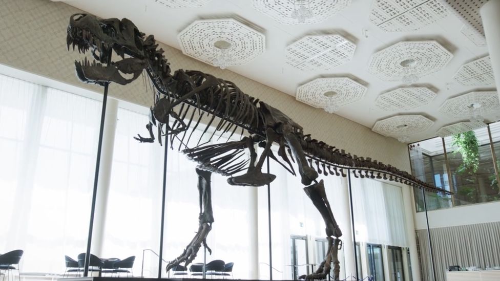 Study casts doubt on the idea of 'big fluffy T. rex' - BBC News