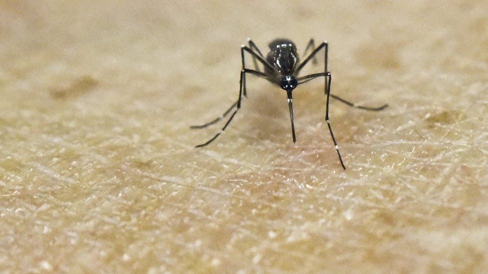 This file photo shows an Aedes Aegypti mosquito photographed on human skin in a laboratory of the International Training and Medical Research Training Center (CIDEIM) in Cali, Colombia.