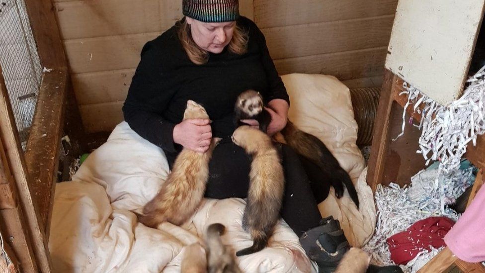 Jo Clark with the ferrets at Hockley Ferret Rescue