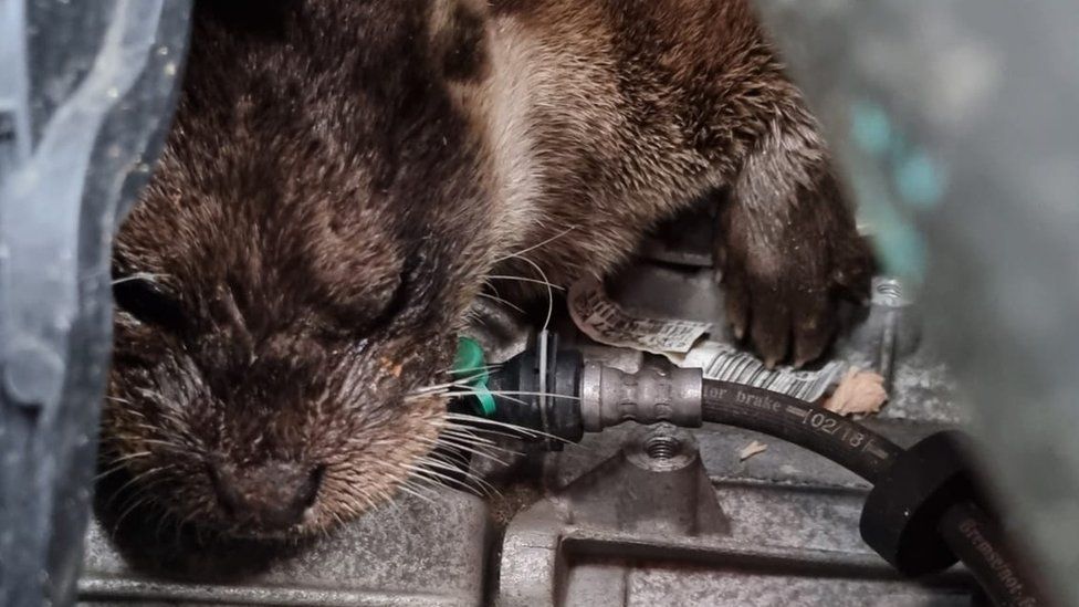 Otter in car engine