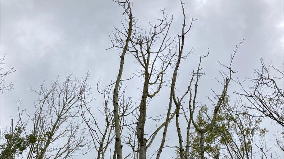 Diseased trees with no leaves in the upper branches