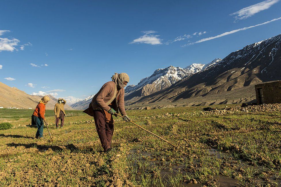 Four local women irrigating fields in the Himalayan district of Kinnaur.