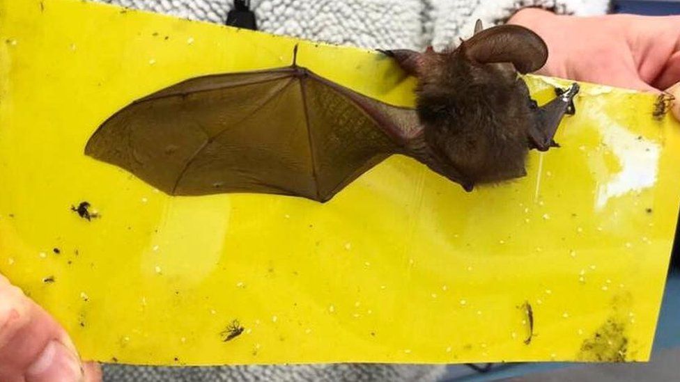 Bat stuck on fly paper freed with butter on cotton buds - BBC News