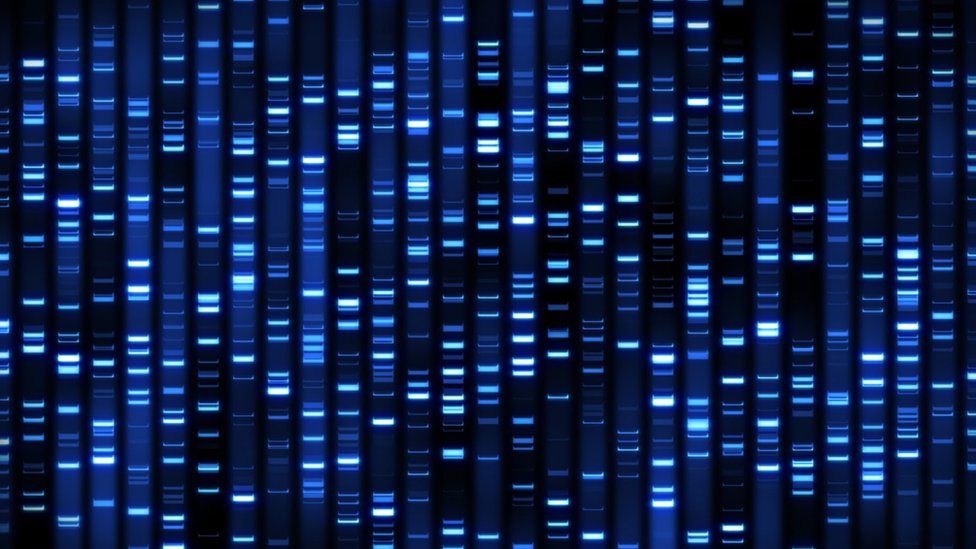 Manx tailless cat genome project launched BBC News