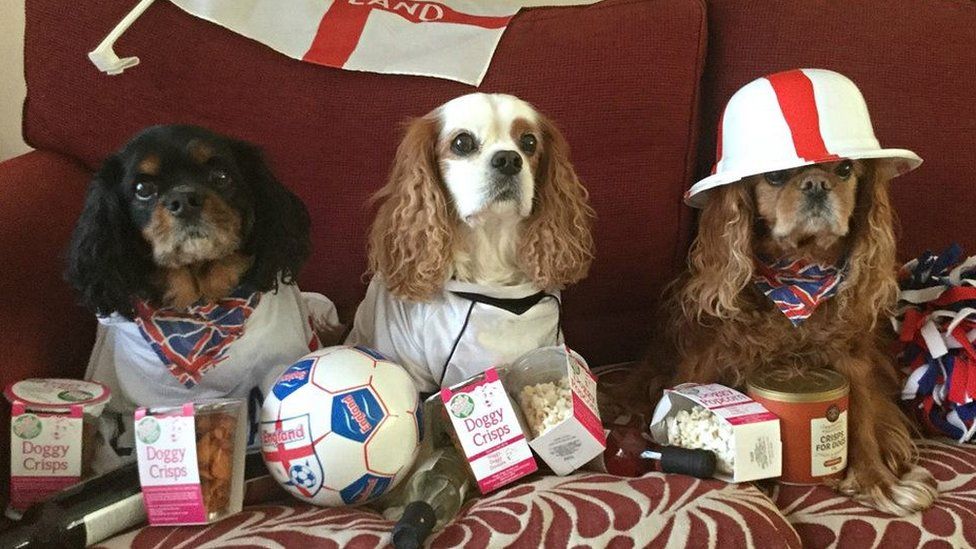 Dogs kitted out in England fan hats and shirts