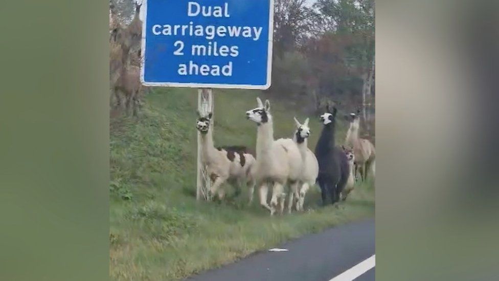 Llamas and alpacas loose on A66