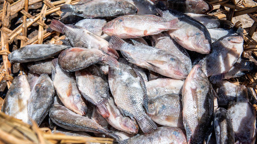 Frozen Chinese farmed fish