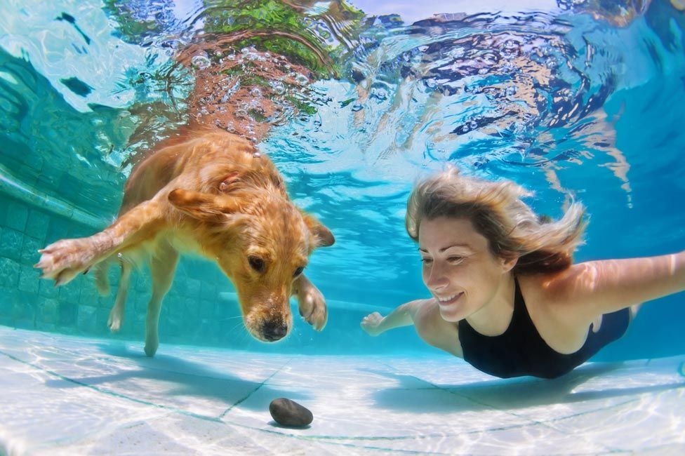 Dog and woman swimming