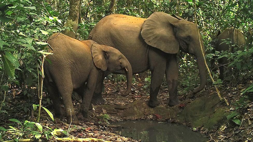 African elephants in the Dja reserve