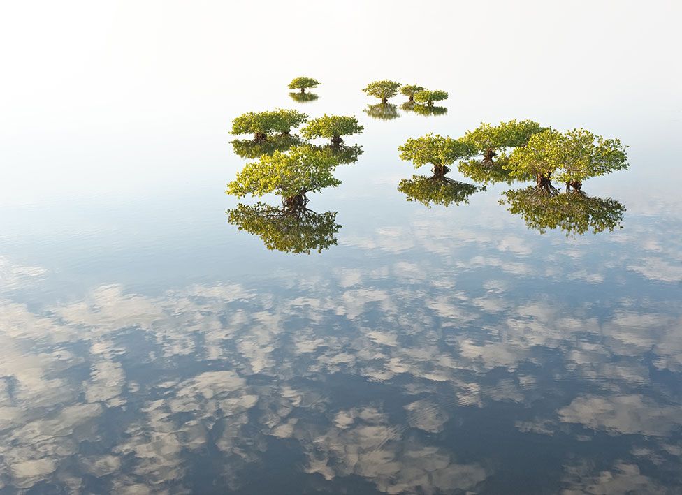 Вид на мангровые заросли Национального заповедника дикой природы острова Мерритт, Флорида