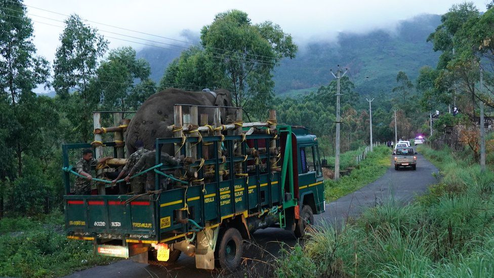 Arikomban being transported on a truck after being captured on Saturday