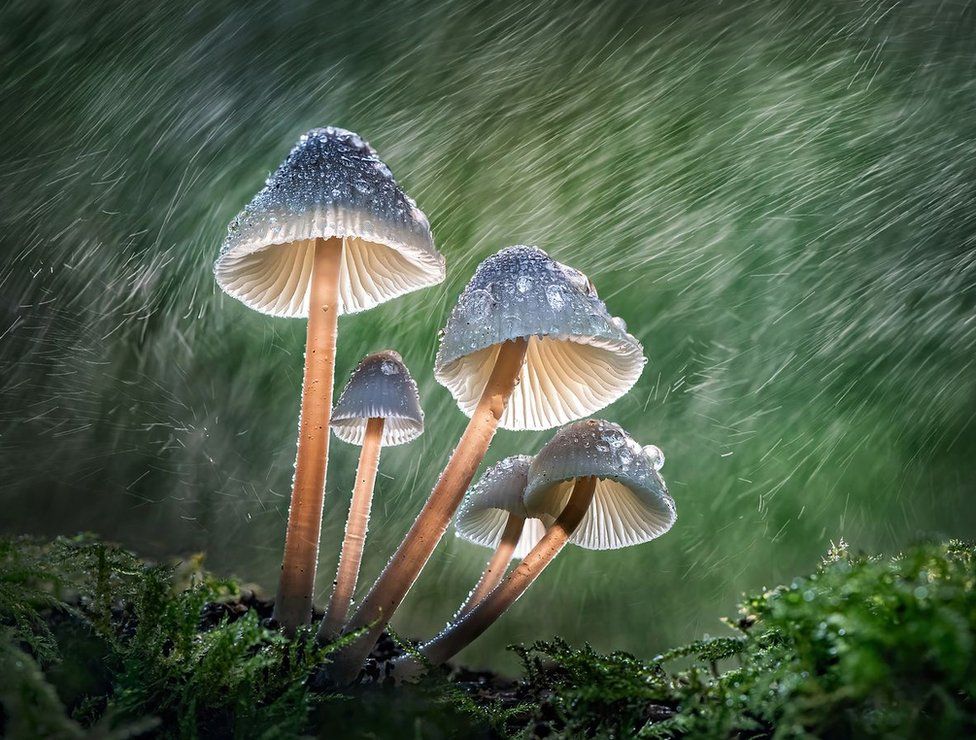 Fungi in rain in Marbury Country Park, Cheshire, England