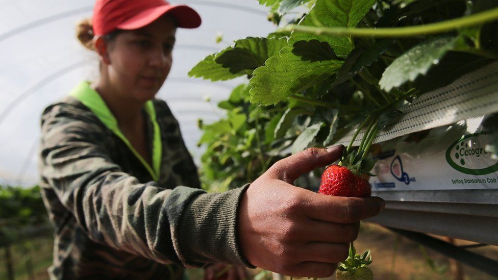 Migrant worker picking strawberries on farm in Kent