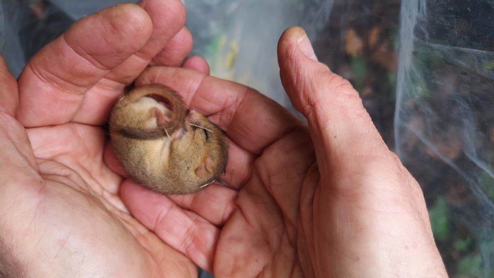 A dormouse curled up in someone's hands