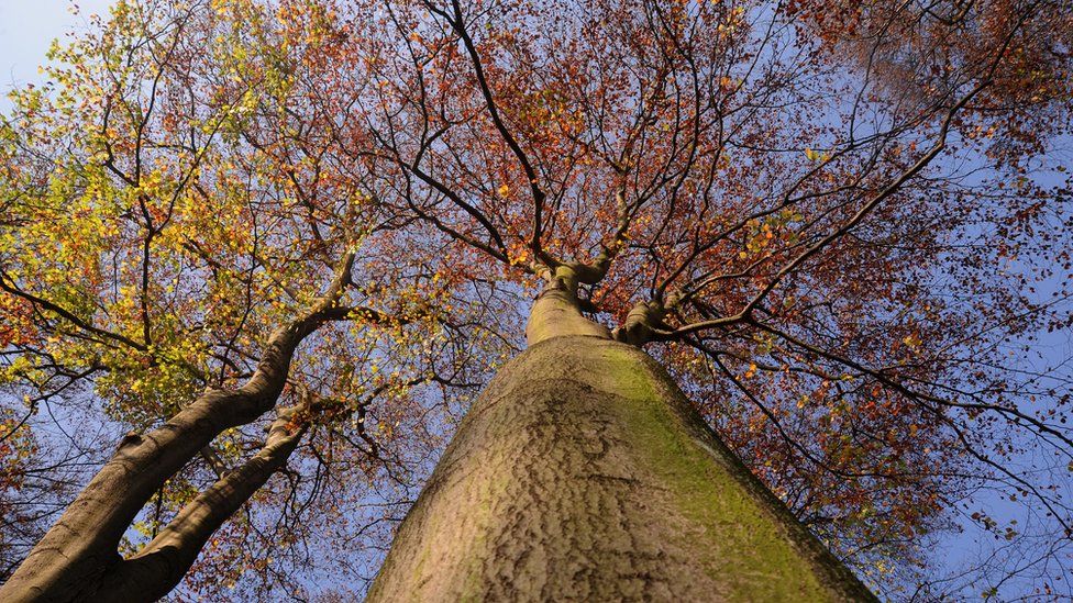 kuffert Betinget hektar Scientists fear new EU rules may 'hide' forest carbon loss - BBC News