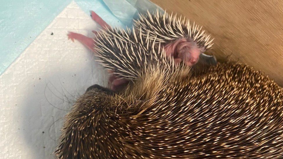 Mother hedgehog with babies