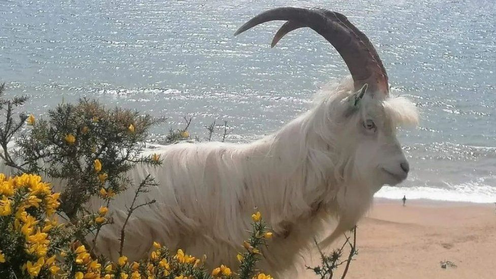 Bournemouth clifftop goat