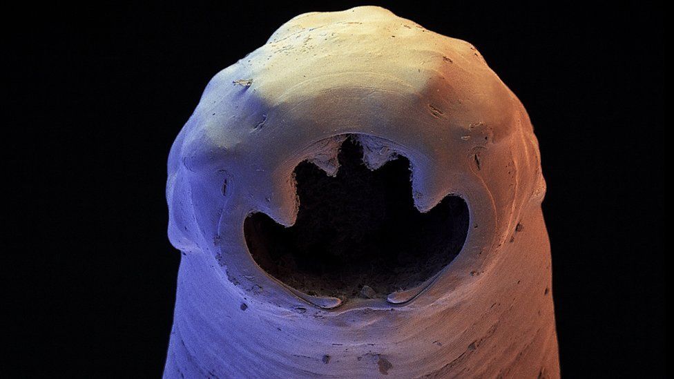 Hookworm close up