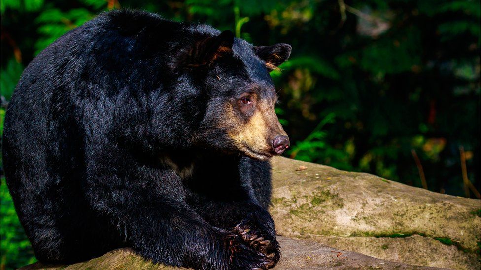 Some 25,000 black bears live in Oregon