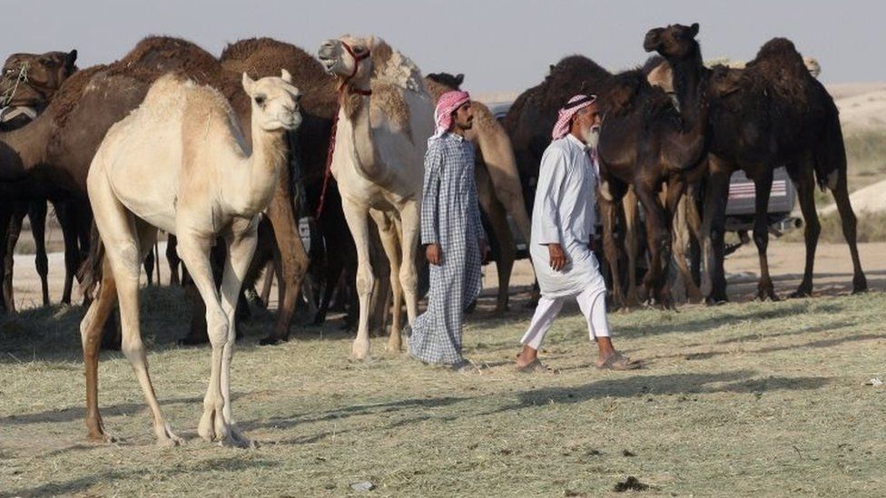 Camels cross Saudi Arabia's remote desert border into Qatar. Photo: 20 June 2017