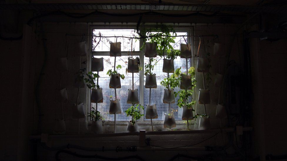 Tomatoes growing in a hydroponic system (Image: BBC)
