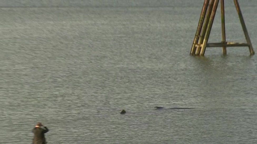 Humpback whale spotted in River Thames found dead BBC News