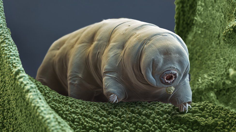 strongest animal in the world tardigrade
