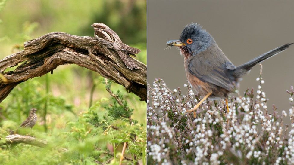 Nightjars and Dartford warbler