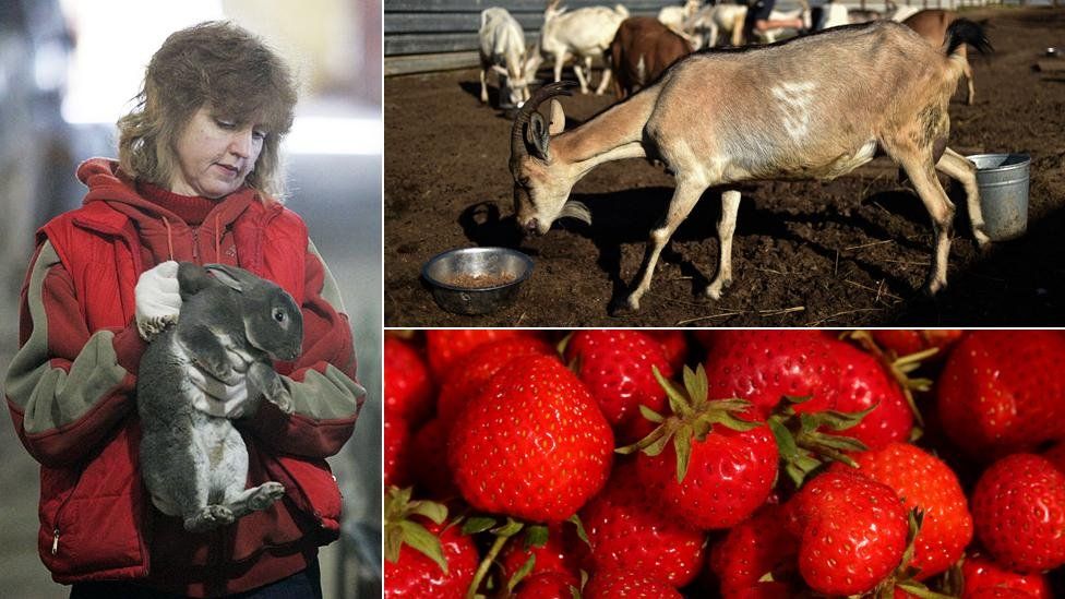 Rabbit farmer, goat, strawberries