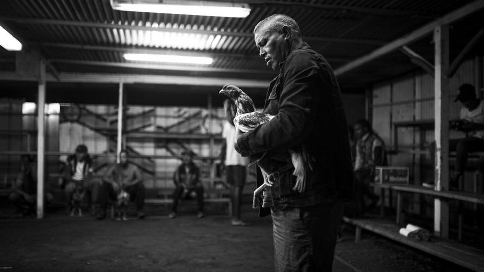 Black-and-white photo of a man holding a gamecock inside a cock ring