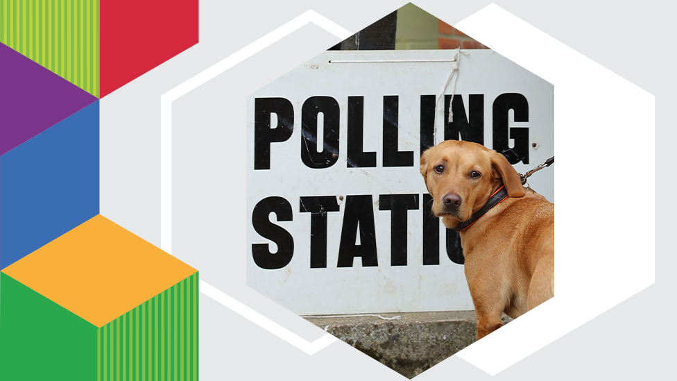 Dog at a polling station