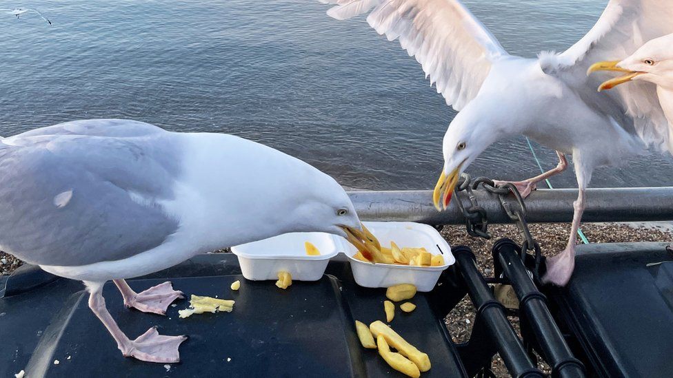 Gulls stealing chips
