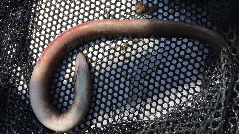 Dead eel